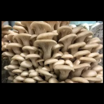  oyster-mushrooms