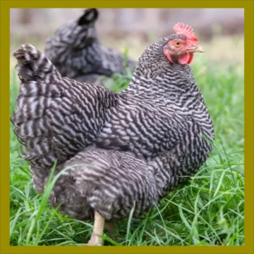 Barred-Rock Hens