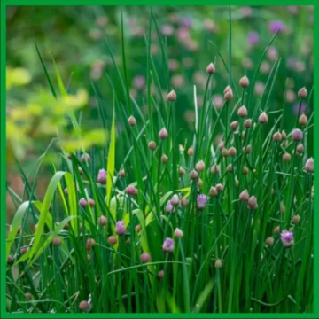 Chives