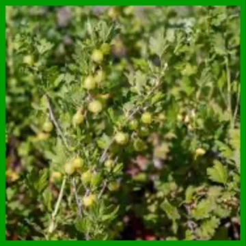 Gooseberry Shrub