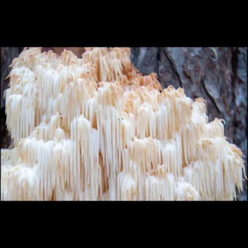 Lions Mane Mushrooms 