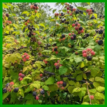 Rasberry Shrub