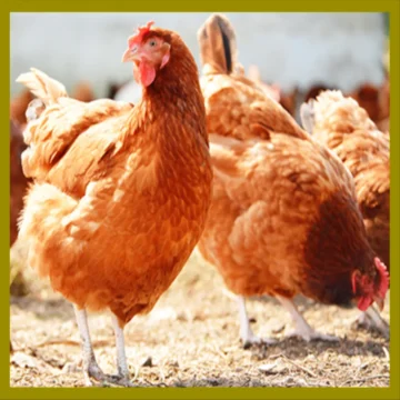 Rhode Island Red Hens