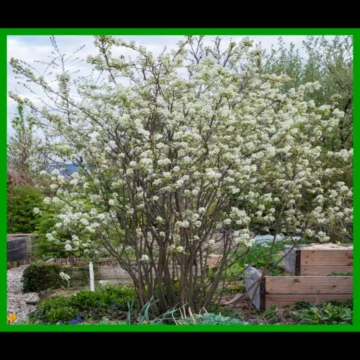 Saskatoon Berry Shrub