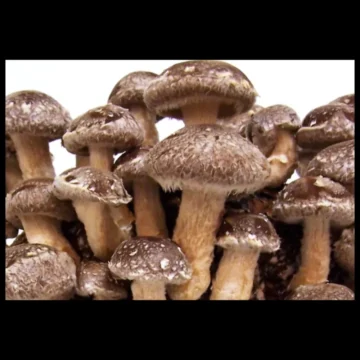 Shiitake Mushroom