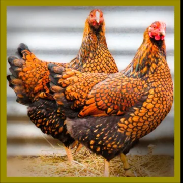 Wyandotte Hens