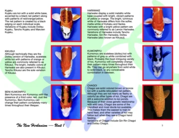 Koi Species 1